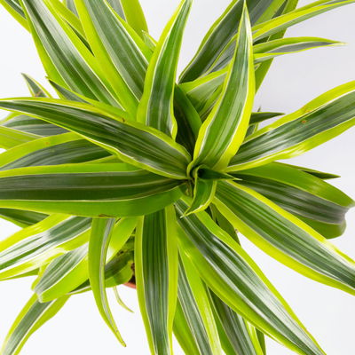 Duftender Drachenbaum 'Lemon Lime', Topf-Ø 17 cm, 2er Tuff, Höhe ca. 65 cm Duftender Drachenbaum 'Lemon Lime', Topf-Ø 17 cm, 2er Tuff, Höhe ca. 65 cm