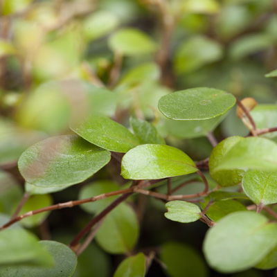Pflanzenkreation Herbstspaziergang pink-silber, 6 Pflanzen inkl. Erde Pflanzenkreation Herbstspaziergang pink-silber, 6 Pflanzen inkl. Erde