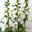 Garten-Fingerhut 'Dalmatian White' weiß, Höhe 70-100 cm, Topf 3 Liter
