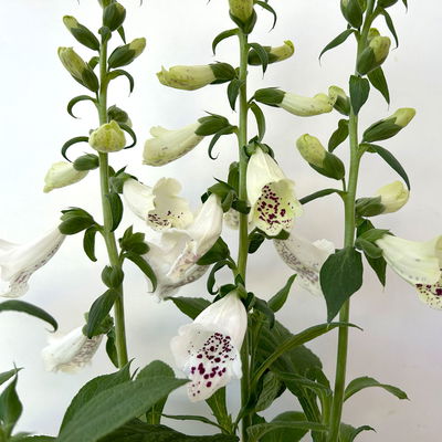 Garten-Fingerhut 'Dalmatian White' weiß, Höhe 70-100 cm, Topf 3 Liter Garten-Fingerhut 'Dalmatian White' weiß, Höhe 70-100 cm, Topf 3 Liter