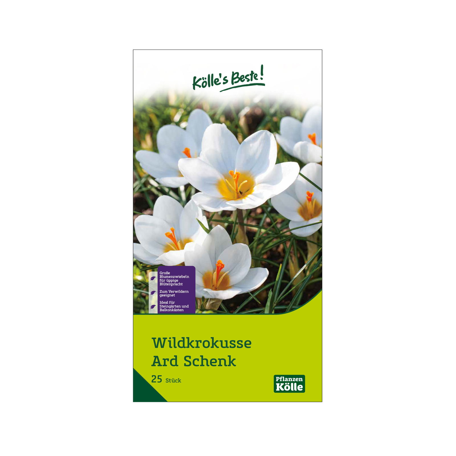 Botanische Krokusse 'Ard Schenk', weiß, Größe 5/7, 25 Blumenzwiebeln