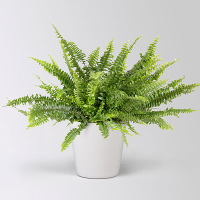Schwertfarn in Topf Dallas, Topf-Ø 17 cm, Höhe ca. 30 - 45 cm