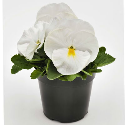 Stiefmütterchen, weiß, Sorte zufällig, Topf-Ø 13 cm, 6 Pflanzen Stiefmütterchen, weiß, Sorte zufällig, Topf-Ø 13 cm, 6 Pflanzen