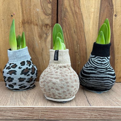 Amaryllis in Wachs, Dekor 'Pullover Animal', Farbe zufällig, Blüte weiß