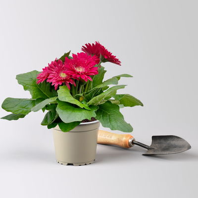 Gerbera, Farbmix zufällig, Topf-Ø 12 cm, 6 Pflanzen