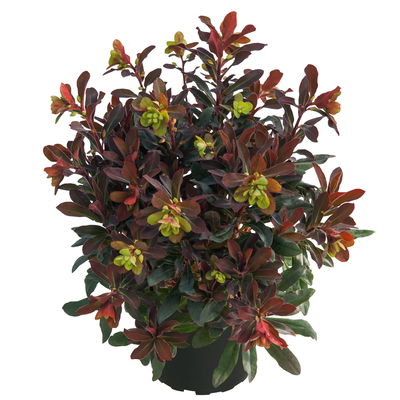 Bio Wolfsmilch 'Xenia', grün-dunkelrot, Topf-Ø 12 cm, 3 Pflanzen Bio Wolfsmilch 'Xenia', grün-dunkelrot, Topf-Ø 12 cm, 3 Pflanzen