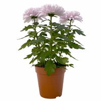 Chrysantheme 'Chrysanne® Zembla Next Pink' rosa, großbl., Topf-Ø 13cm, 6er-Set