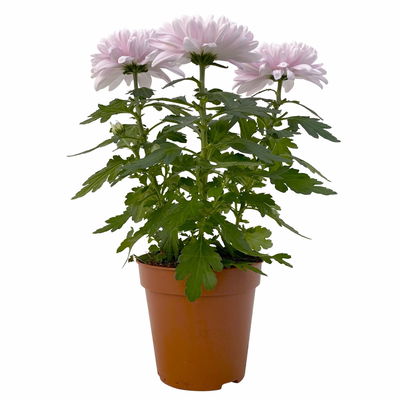 Chrysantheme 'Chrysanne® Zembla Next Pink', rosa, Topf-Ø 13cm, 6 Pflanzen Chrysantheme 'Chrysanne® Zembla Next Pink', rosa, Topf-Ø 13cm, 6 Pflanzen