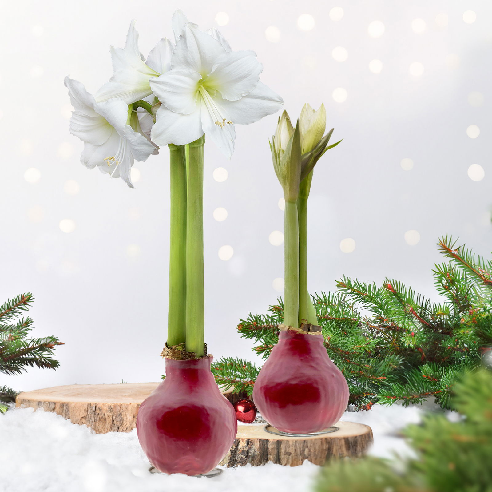Amaryllis in Wachs, Dekor 'Basic Red burgundy', Blüte weiß, 2 Pflanzen