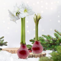 Amaryllis in Wachs, Dekor 'Basic Red burgundy', Blüte weiß, 2 Pflanzen