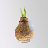 Amaryllis in Wachs, Dekor 'Glitter Charm' nach Verfügbarkeit, Blüte weiß