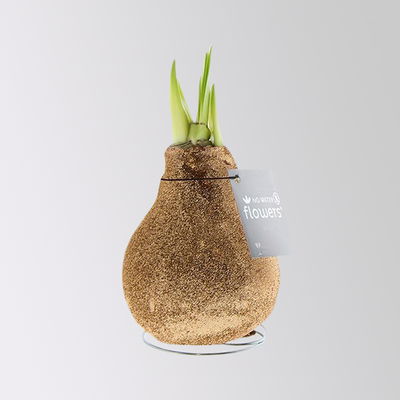 Amaryllis in Wachs, Dekor 'Glitter Charm', Farbe zufällig, Blüte weiß