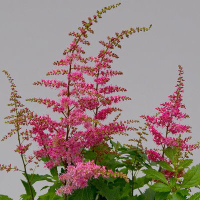 Astilbe arendsii, rot, Topf-Ø 15 cm, 2er-Set