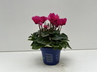 Alpenveilchen 'Outland', pink, Topf-Ø 10,5 cm, 6 Pflanzen