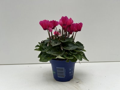 Alpenveilchen 'Outland', pink, Topf-Ø 10,5 cm, 6 Pflanzen