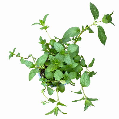 Schokoladenminze, Kölle Bio, 12cm Topf, frisch aus unserer Bio-Gärtnerei Schokoladenminze, Kölle Bio, 12cm Topf, frisch aus unserer Bio-Gärtnerei