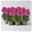 Löwenmäulchen 'Antirinca® Rose' pink, Topf-Ø 12 cm, 6er-Set