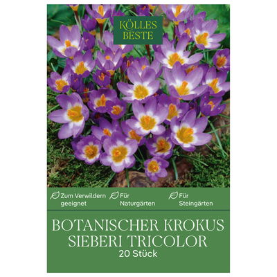 botanische Krokusse 'Sieberi Tricolor', weiß-lila, 20 Blumenzwiebeln
