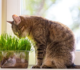 Katzengras Katzengras