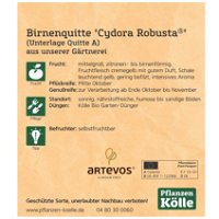 Bio Birnenquitte 'Cydora Robusta'Ⓢ, Topf 10 Liter