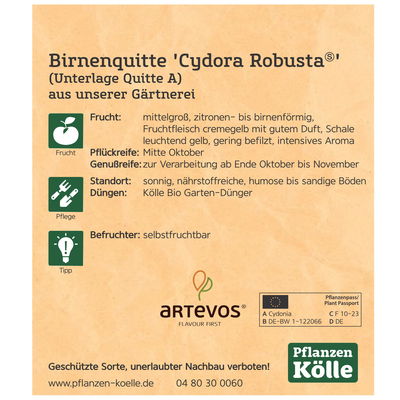 Bio Birnenquitte 'Cydora Robusta'Ⓢ, Topf 10 Liter Bio Birnenquitte 'Cydora Robusta'Ⓢ, Topf 10 Liter