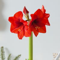 Gewachste XL-Amaryllis, rote Blüte, mit Strickmütze, Farbe zufällig