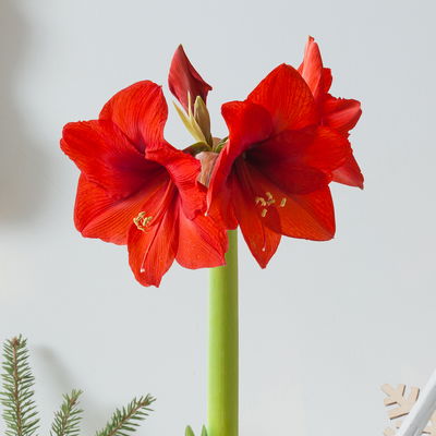 Amaryllis in Wachs, Dekor 'Red Joy', Farbe zufällig, Blüte rot, 2 Pflanzen Amaryllis in Wachs, Dekor 'Red Joy', Farbe zufällig, Blüte rot, 2 Pflanzen