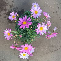 Margerite, Farben zufällig, Topf-Ø 11 cm, 8 Pflanzen