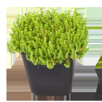 Scharfer Mauerpfeffer 'Aureum' gelb, 9x9 cm Scharfer Mauerpfeffer 'Aureum' gelb, 9x9 cm