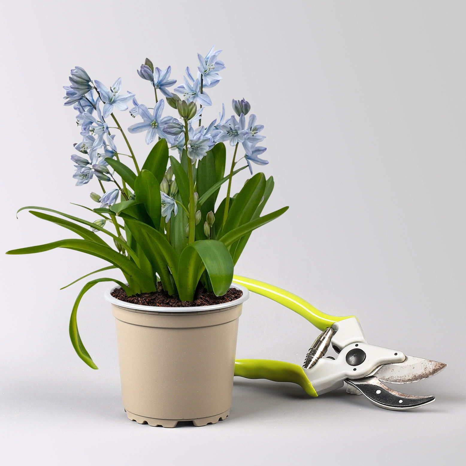 Zwiebelpflanzen-Set Frühlingsleuchten, blau-weiß-rot, 9 Pflanzen