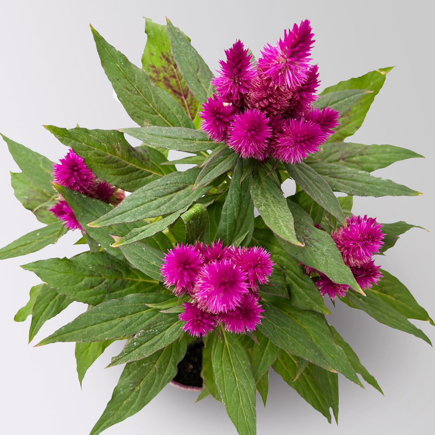 Celosia 'Deep Purple', 6er-Set, lila, Topf 12 cm Ø