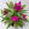 Celosia 'Deep Purple', 6er-Set, lila, Topf 12 cm Ø