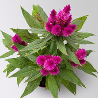 Celosia 'Deep Purple', 6er-Set, lila, Topf 12 cm Ø