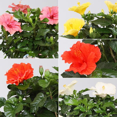 Hibiskus, Farbe zufällig, Busch, Topf-Ø 21 cm, Höhe ca. 50 cm