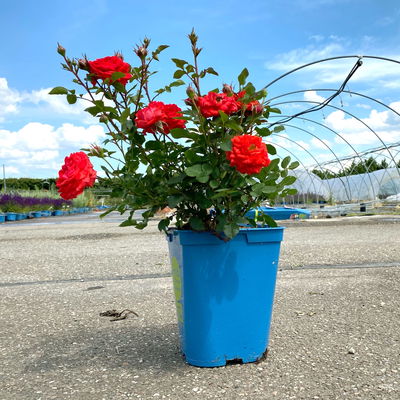 Zwergrose 'Zwergenfee 09®', orange-rot, Topf 3 Liter, 4 Pflanzen