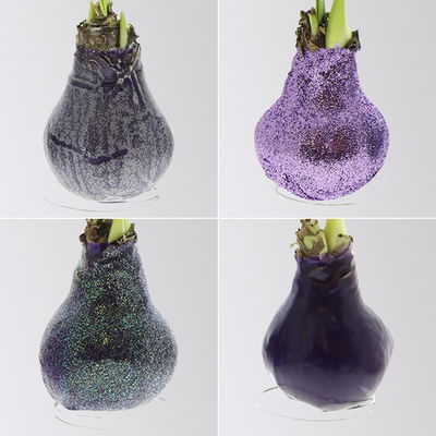 Amaryllis in Wachs, Dekor 'Create Purple', Farbe zufällig, Blüte rot, 2 Pflanzen