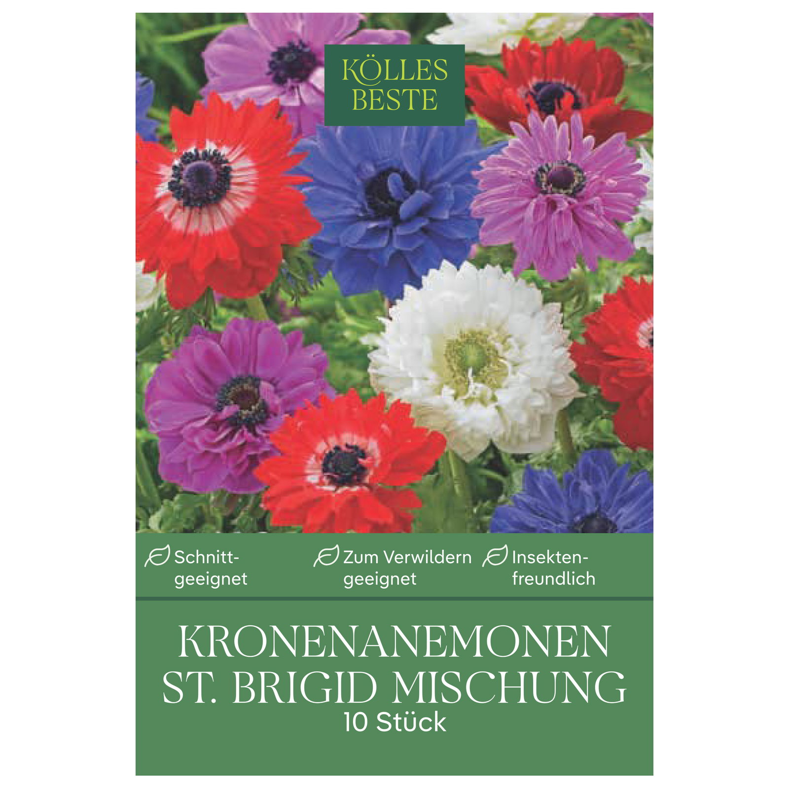 Kölles Beste Kronenanemonen St. Brigid Mischung, 10 Blumenzwiebeln