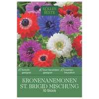 Kölles Beste Kronenanemonen St. Brigid Mischung, 10 Blumenzwiebeln