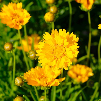 Großblumiges Mädchenauge 'Early Sunrise', goldgelb, Topf 3 l Großblumiges Mädchenauge 'Early Sunrise', goldgelb, Topf 3 l