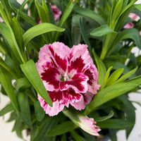 Dianthus 'Oscar®' zweifarbig, Topf-Ø 13 cm, 6 Stück