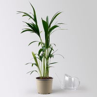 Kentiapalme, Topf-Ø 19 cm, Höhe ca. 90 cm