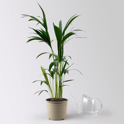 Kentiapalme, Topf-Ø 19 cm, Höhe ca. 90 cm Kentiapalme, Topf-Ø 19 cm, Höhe ca. 90 cm