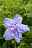 Garten-Hibiskus Blue Chiffon