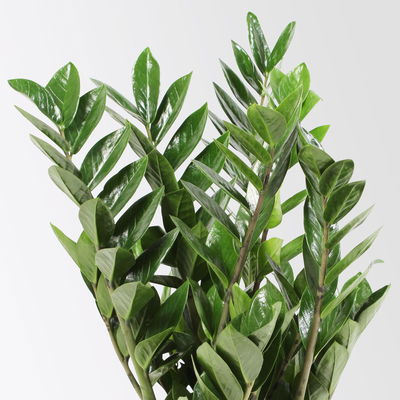 Glücksfeder in Keramiktopf Dallas, Topf-Ø 17 cm, Höhe ca. 30-50 cm Glücksfeder in Keramiktopf Dallas, Topf-Ø 17 cm, Höhe ca. 30-50 cm