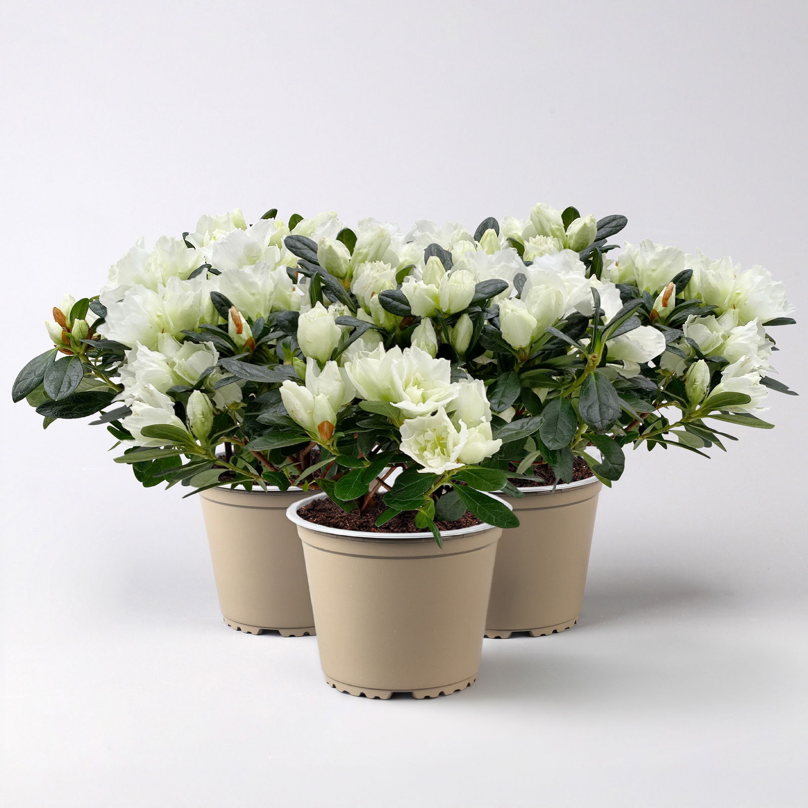 Azalee Hortinno® 'Christine Belli', weiß, Topf-Ø 13 cm, H. ca. 25 cm, 3 Pflanzen Azalee Hortinno® 'Christine Belli', weiß, Topf-Ø 13 cm, H. ca. 25 cm, 3 Pflanzen