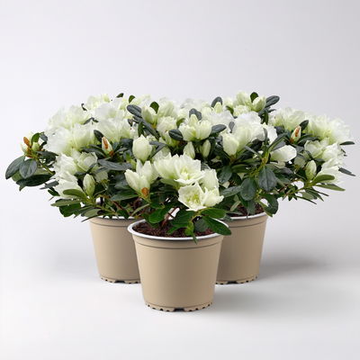Azalee Hortinno® 'Christine Belli', weiß, Topf-Ø 13 cm, H. ca. 25 cm, 3 Pflanzen Azalee Hortinno® 'Christine Belli', weiß, Topf-Ø 13 cm, H. ca. 25 cm, 3 Pflanzen