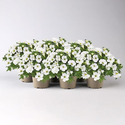 Zauberglöckchen 'Cabaret® Early Compact White' weiß, Topf-Ø 13 cm, 6 Pflanzen