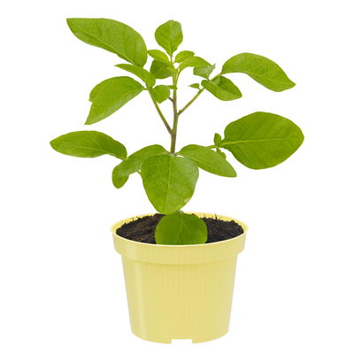 Blu Bio Pepino, Topf-Ø 12 cm, 3er Set