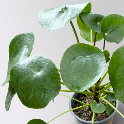 Pilea peperomioides, Topf-Ø 12 cm, Höhe ca. 20 cm Pilea peperomioides, Topf-Ø 12 cm, Höhe ca. 20 cm