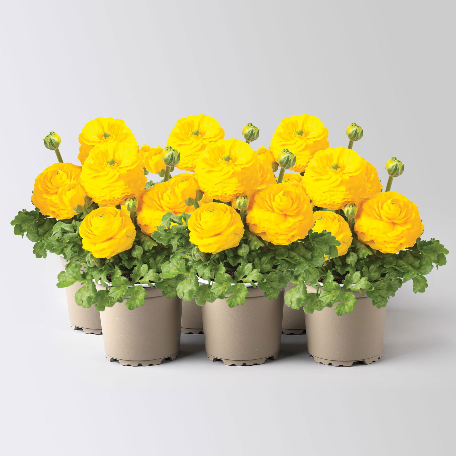 Ranunkel, gelb, Topf-Ø 10,5 cm, 6 Pflanzen